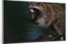 Raccoon Eating a Leopard Frog by Anonymous