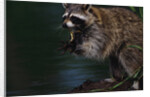 Raccoon Eating a Leopard Frog by Anonymous