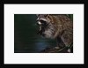 Raccoon Eating a Leopard Frog by Anonymous