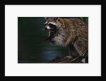 Raccoon Eating a Leopard Frog by Anonymous