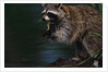 Raccoon Eating a Leopard Frog by Anonymous
