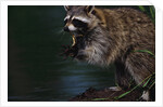 Raccoon Eating a Leopard Frog by Anonymous