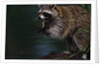 Raccoon Eating a Leopard Frog by Anonymous