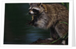 Raccoon Eating a Leopard Frog by Anonymous