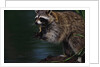 Raccoon Eating a Leopard Frog by Anonymous