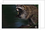 Raccoon Eating a Leopard Frog by Anonymous