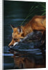 Red Fox Drinking Water by Anonymous