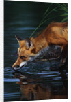 Red Fox Drinking Water by Anonymous