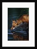 Red Fox Drinking Water by Anonymous