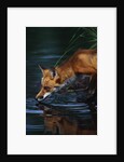 Red Fox Drinking Water by Anonymous