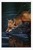 Red Fox Drinking Water by Anonymous