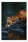Red Fox Drinking Water by Anonymous