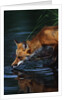 Red Fox Drinking Water by Anonymous