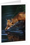 Red Fox Drinking Water by Anonymous
