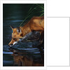 Red Fox Drinking Water by Anonymous