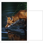 Red Fox Drinking Water by Anonymous
