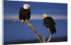 Bald Eagles Perching by Anonymous