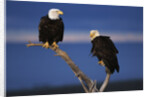 Bald Eagles Perching by Anonymous