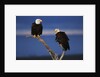 Bald Eagles Perching by Anonymous