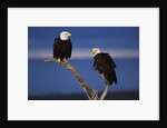 Bald Eagles Perching by Anonymous