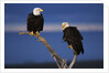 Bald Eagles Perching by Anonymous