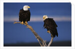 Bald Eagles Perching by Anonymous