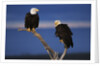 Bald Eagles Perching by Anonymous