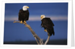 Bald Eagles Perching by Anonymous