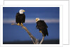 Bald Eagles Perching by Anonymous