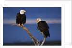 Bald Eagles Perching by Anonymous