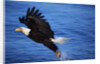 Bald Eagle Grabbing a Fish by Anonymous