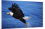 Bald Eagle Grabbing a Fish by Anonymous