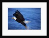 Bald Eagle Grabbing a Fish by Anonymous