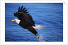 Bald Eagle Grabbing a Fish by Anonymous