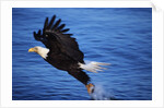 Bald Eagle Grabbing a Fish by Anonymous
