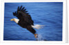 Bald Eagle Grabbing a Fish by Anonymous