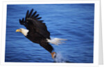 Bald Eagle Grabbing a Fish by Anonymous