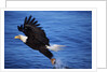 Bald Eagle Grabbing a Fish by Anonymous
