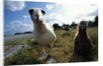 Laysan Albatrosses by Anonymous