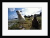 Laysan Albatrosses by Anonymous