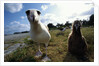Laysan Albatrosses by Anonymous