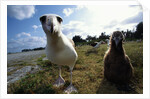 Laysan Albatrosses by Anonymous