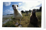 Laysan Albatrosses by Anonymous