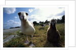 Laysan Albatrosses by Anonymous