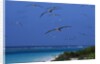Laysan Albatrosses Flying by Anonymous