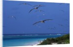 Laysan Albatrosses Flying by Anonymous