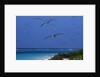 Laysan Albatrosses Flying by Anonymous