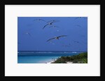 Laysan Albatrosses Flying by Anonymous
