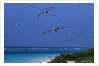 Laysan Albatrosses Flying by Anonymous