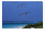 Laysan Albatrosses Flying by Anonymous